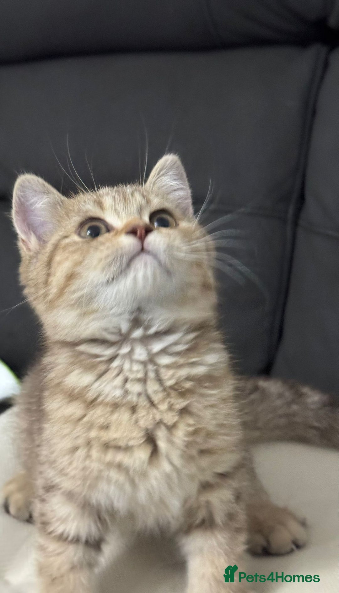 British Shorthair cats for sale: British shorthair  - Image 11