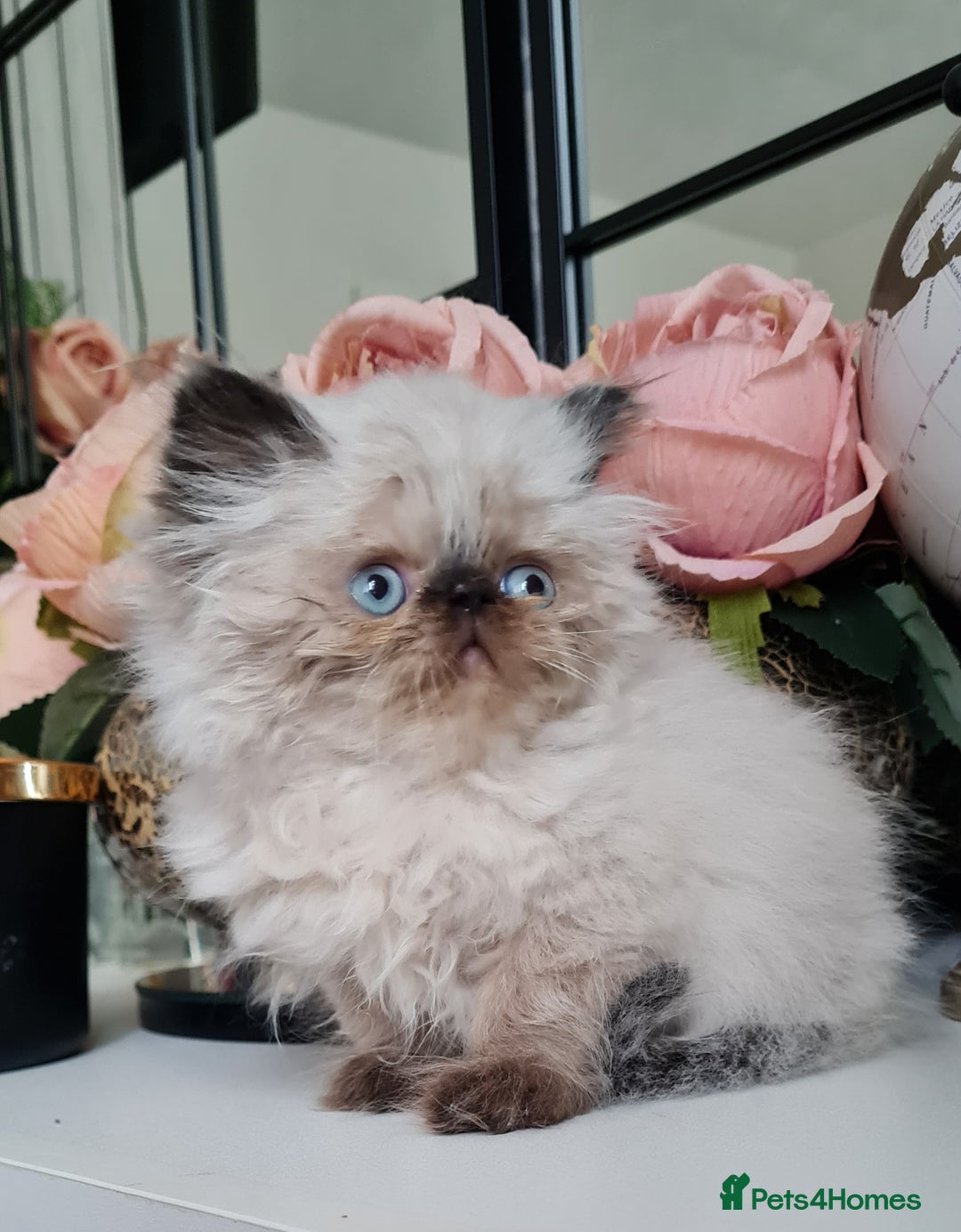 Persian cats for sale: Beautiful persian kittens  - Image 29