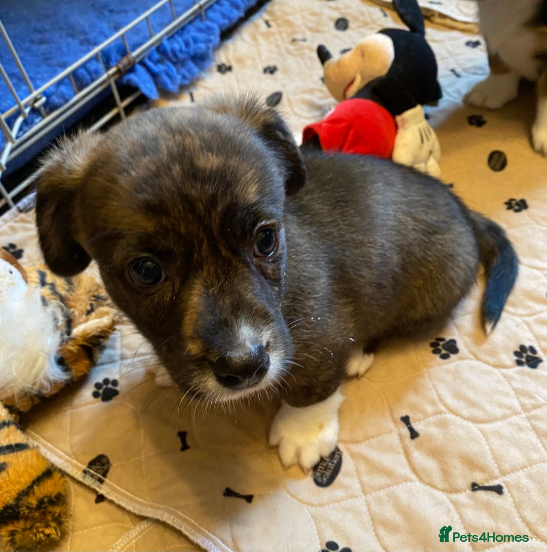 Welsh Corgi Cardigan dogs for sale: Welsh Cardigan Corgis by 5 ⭐️ Licensed Breeder - Advert 7