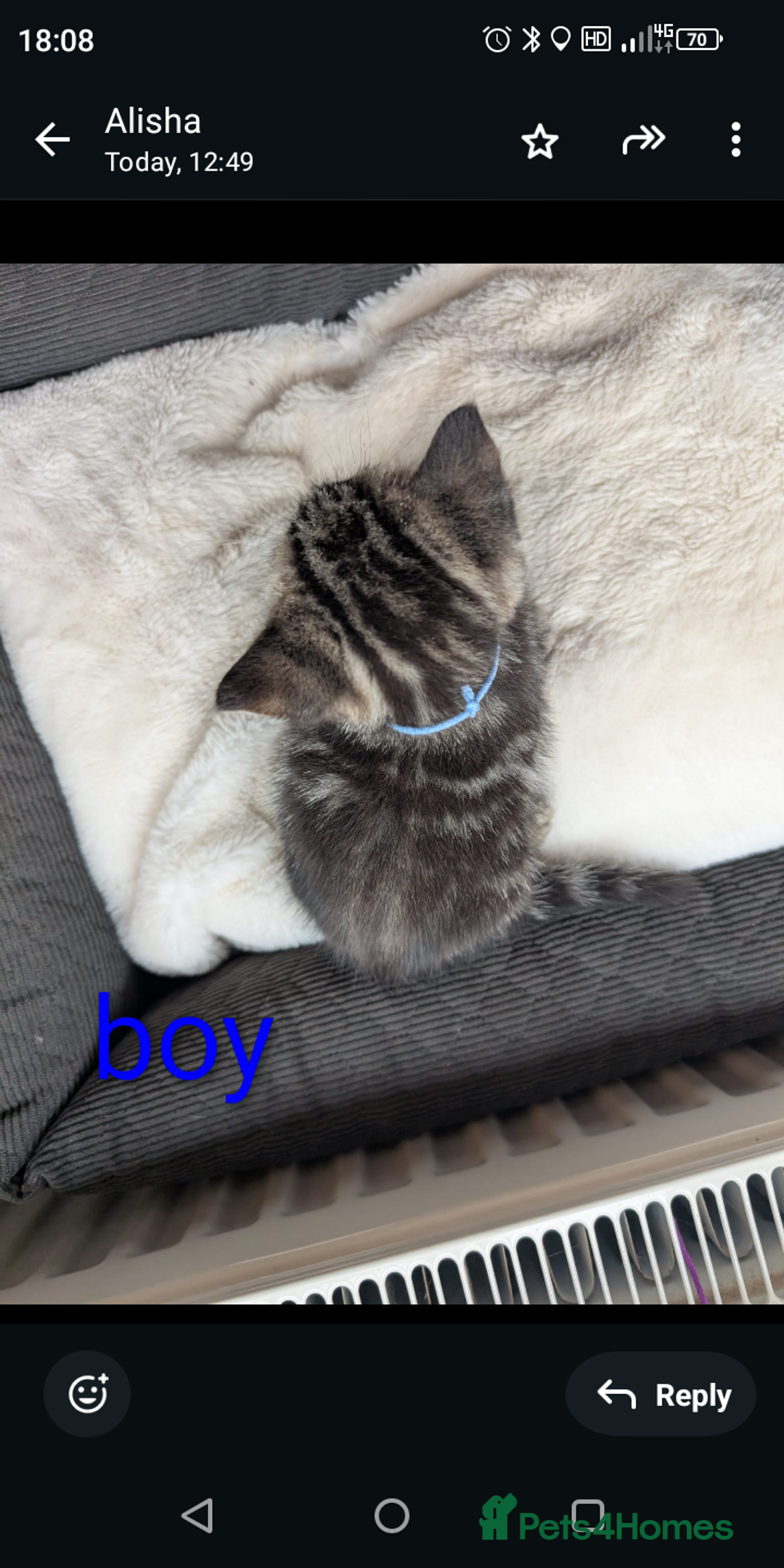 Ragdoll cats for sale: Ragdoll x British shirt hair - Image 6