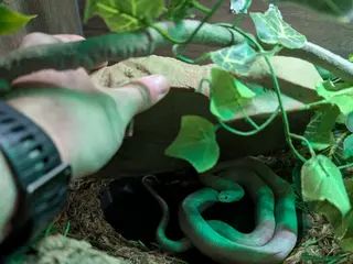 Corn Snake reptiles 3 year old Corn snake and full habitat - Advert 1