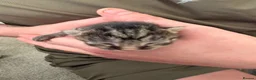 Bengal cats for sale: Bengal X kittens - Advert 19
