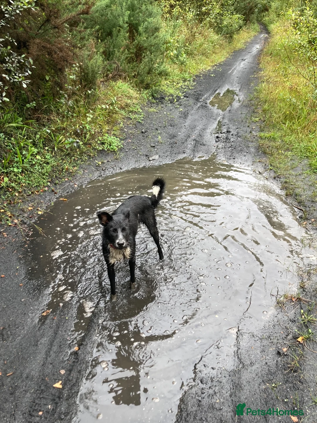 Border Collie dogs for sale: Maggie - 5 year old BC looking for the right home  - Advert 5
