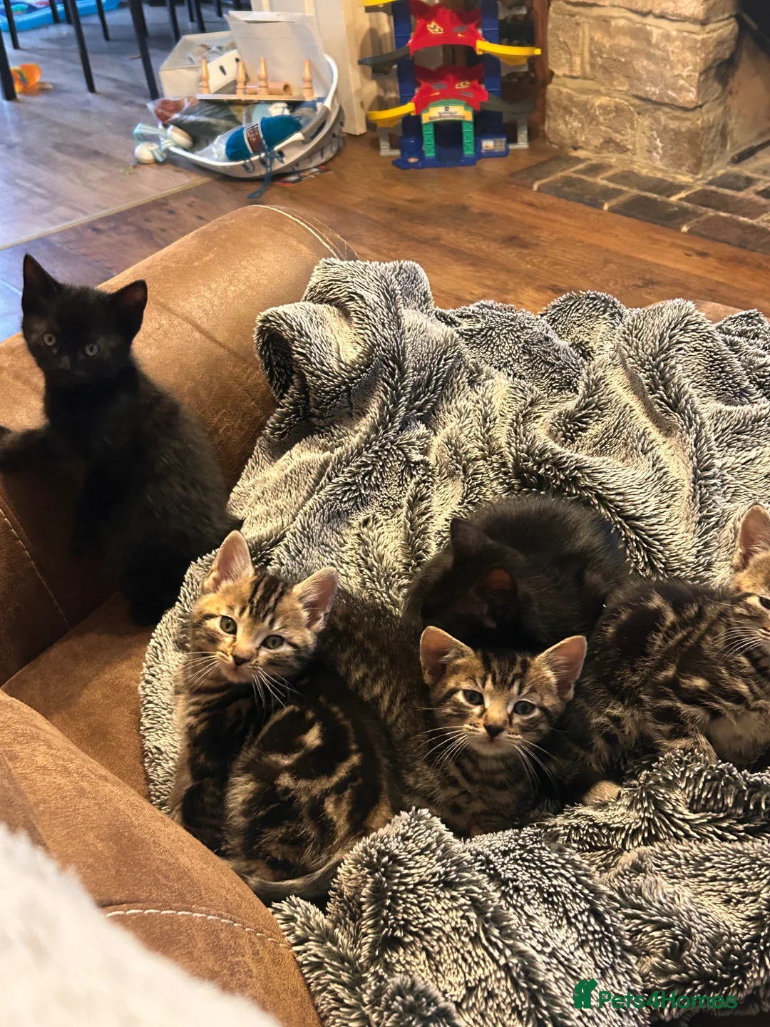 Mixed Breed cats for sale: Moggy Kittens  in Maidstone - Advert 10