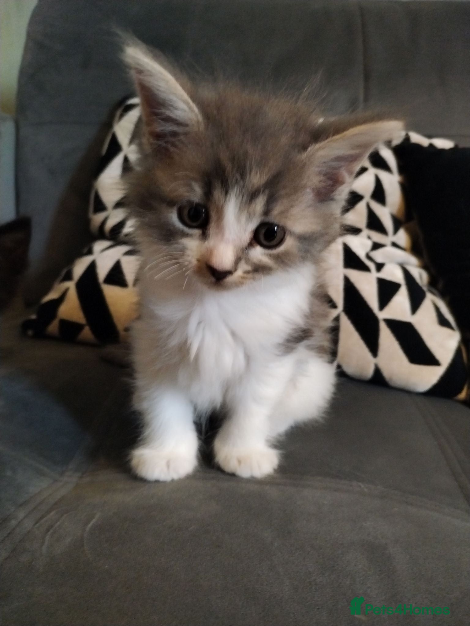 Mixed Breed cats 4 beautiful kittens ready for their forever home - Advert 3