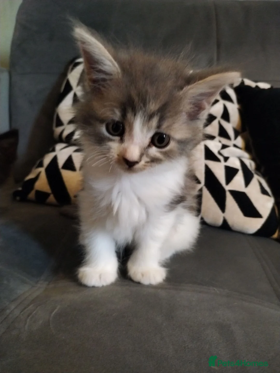 Mixed Breed cats for sale: 4 beautiful kittens ready for their forever home - Advert 1