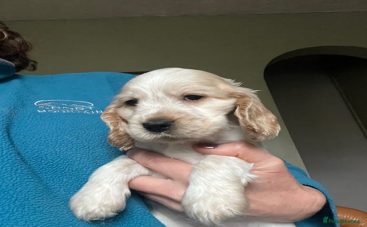 Cocker Spaniel dogs KC health tested hip scored Sable Roan Show Cocker - Advert 16