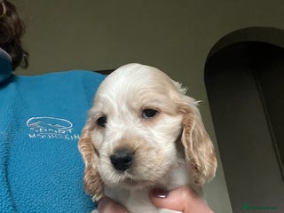 Cocker Spaniel dogs KC health tested hip scored Sable Roan Show Cocker - Advert 15