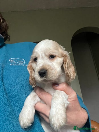 Cocker Spaniel dogs KC health tested hip scored Sable Roan Show Cocker - Advert 16