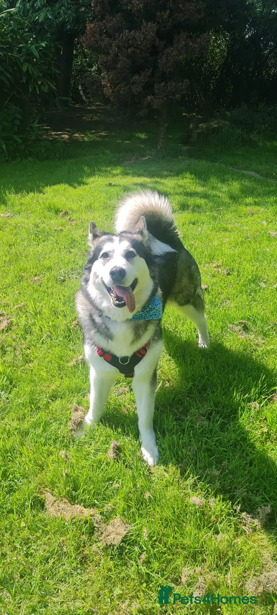 Alaskan Malamute dogs for adoption: Nymeria - Advert 2