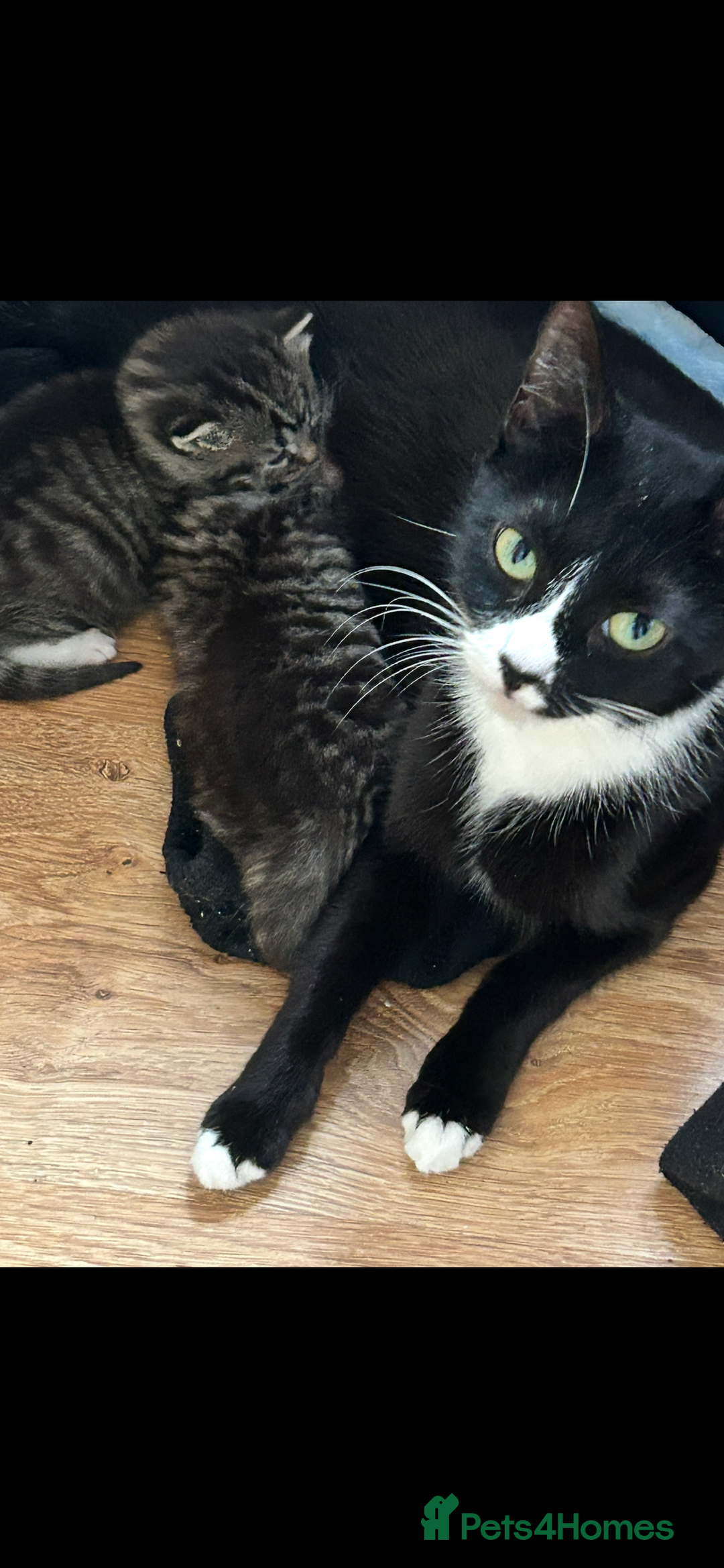 Mixed Breed cats for sale: Siamese x maincoon female kittens  - Advert 1