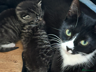 Mixed Breed cats Siamese x maincoon female kittens - Advert 20