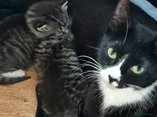 Mixed Breed cats Siamese x maincoon female kittens - Advert 12