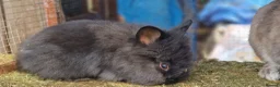 Lionhead rabbits for sale: Cute fluffy friendly lionhead babies-3boys 2girls  - Advert 3
