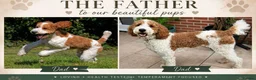 Mixed Breed dogs for sale: Golden Doodle X Pyrenees Puppies Ready next week.  - Advert 21