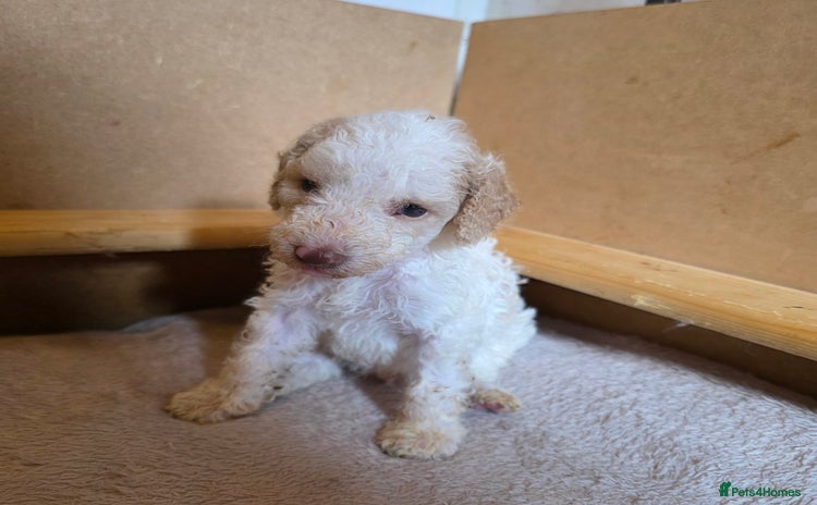 Toy Poodle dogs - Advert 2