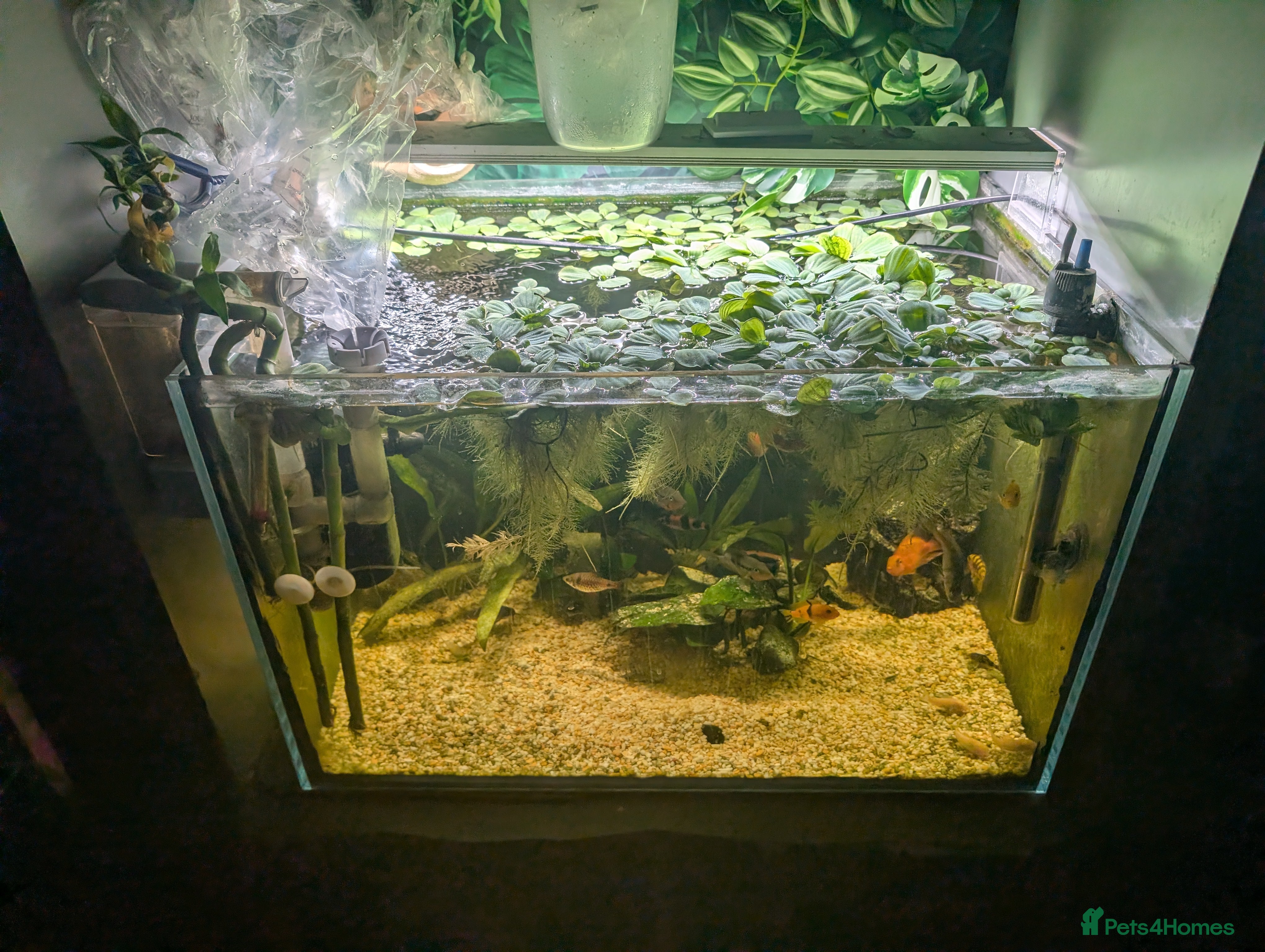 Cichlids fish Lots of cichlids  - Advert 8