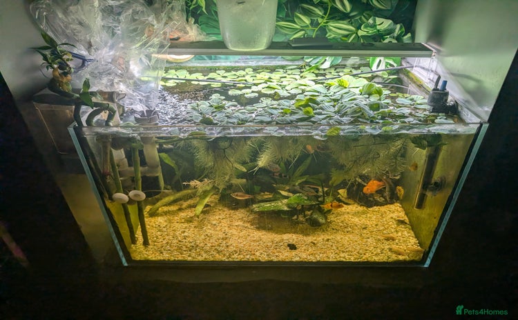 Cichlids fish Lots of cichlids  - Advert 1