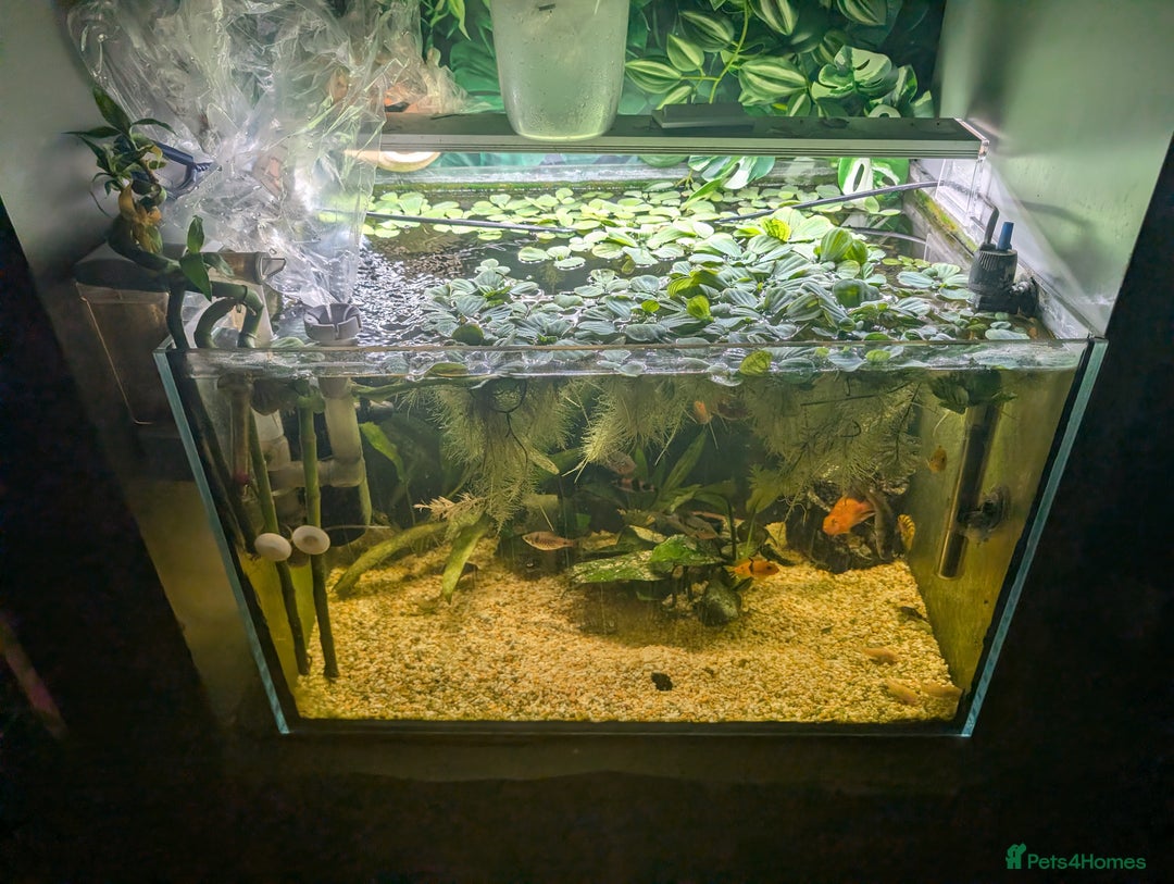 Cichlids fish for sale: Lots of cichlids  - Advert 1