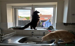 Maine Coon cats for sale: Half Maine coon kittens  - Image 11