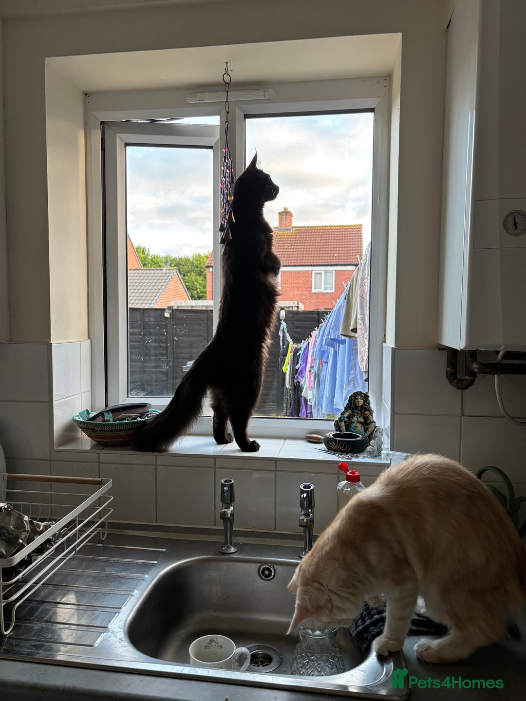 Maine Coon cats for sale: Half Maine coon kittens  - Image 11