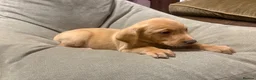 Labrador Retriever dogs for sale: Beautiful KC registered Labrador puppies  in Keighley - Advert 13