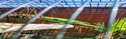 Ringnecks birds for sale: Ringneck parrot  - Advert 2