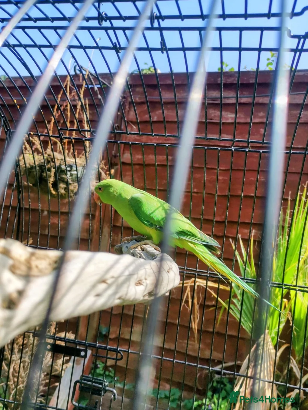 Ringnecks birds for sale: Ringneck parrot  - Advert 2