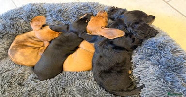 Miniature Dachshund dogs Quality Miniature Dachshund puppies - Advert 10