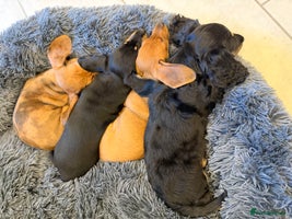 Miniature Dachshund dogs Quality Miniature Dachshund puppies - Advert 10