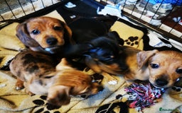 Dachshund dogs for sale: Unusual colour beautiful miniature dachshound pups - Advert 19
