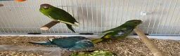 Parakeets birds for sale: Kakariki Parrots in Blyth - Advert 7