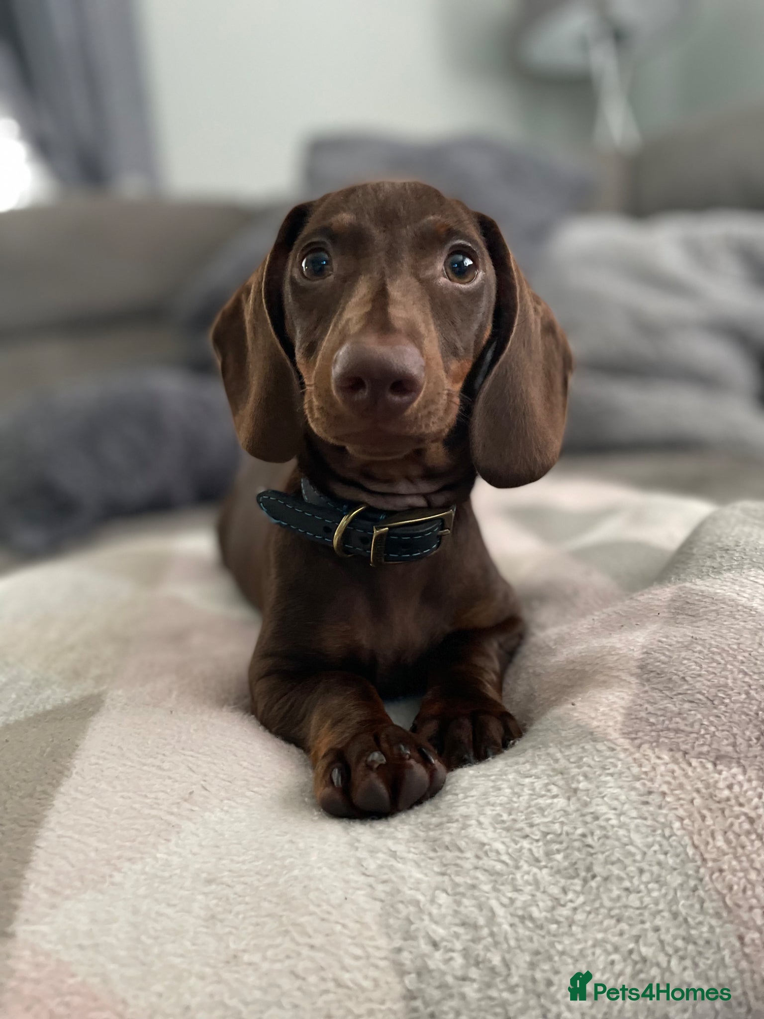 Miniature Dachshund dogs 3 year old male miniature dachshund  - Advert 2