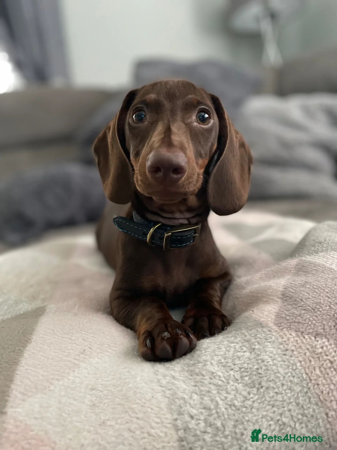 Miniature Dachshund dogs for sale: 3 year old male miniature dachshund  - Advert 1