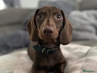 Miniature Dachshund dogs 3 year old male miniature dachshund - Advert 2