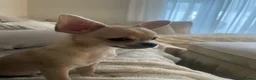 Chihuahua dogs for sale: Tiny Chihuahua Puppy in Grays - Advert 6