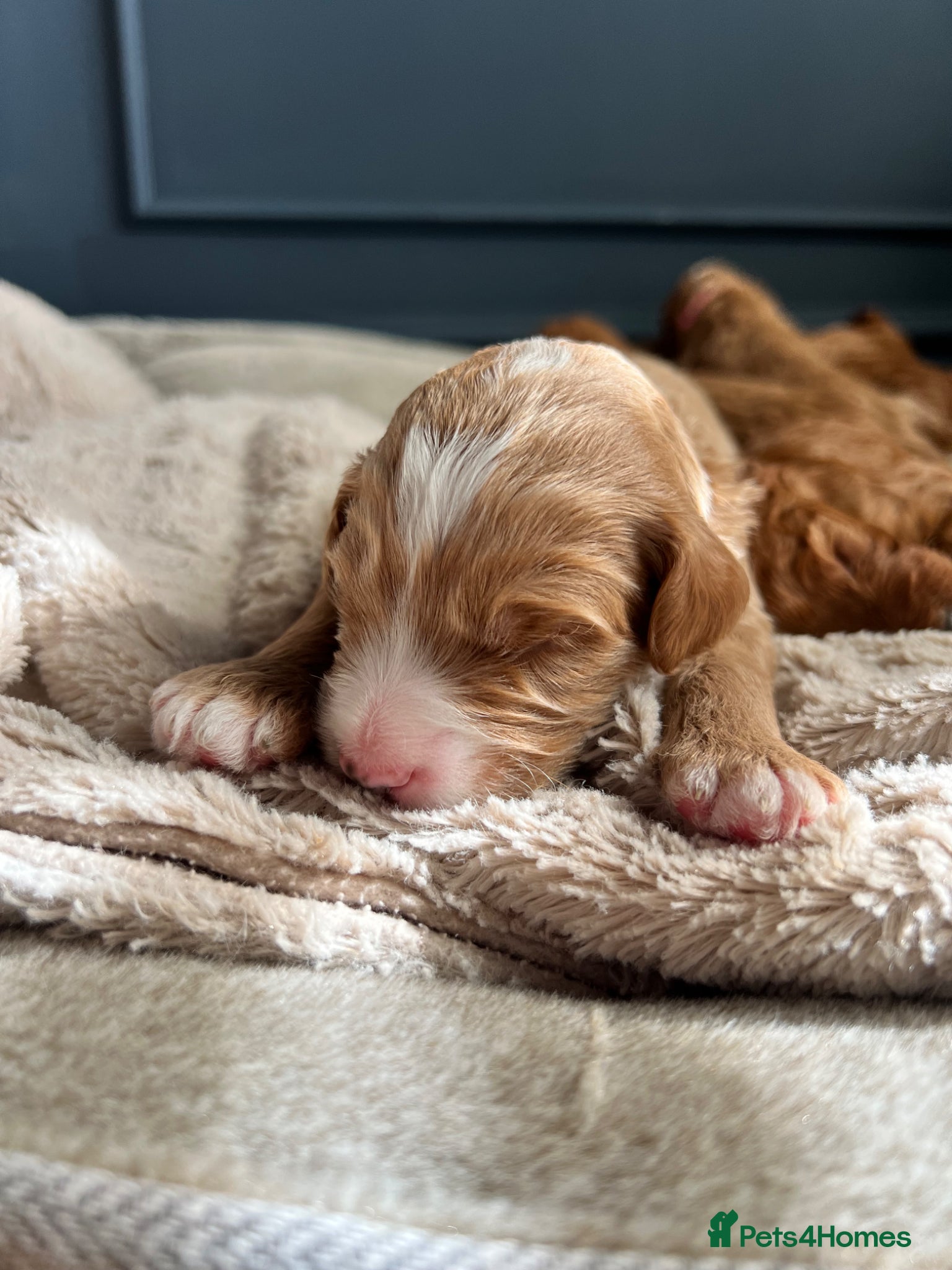 Mixed Breed dogs Exceptional Double Doodles for loving homes 🐾 - Advert 1