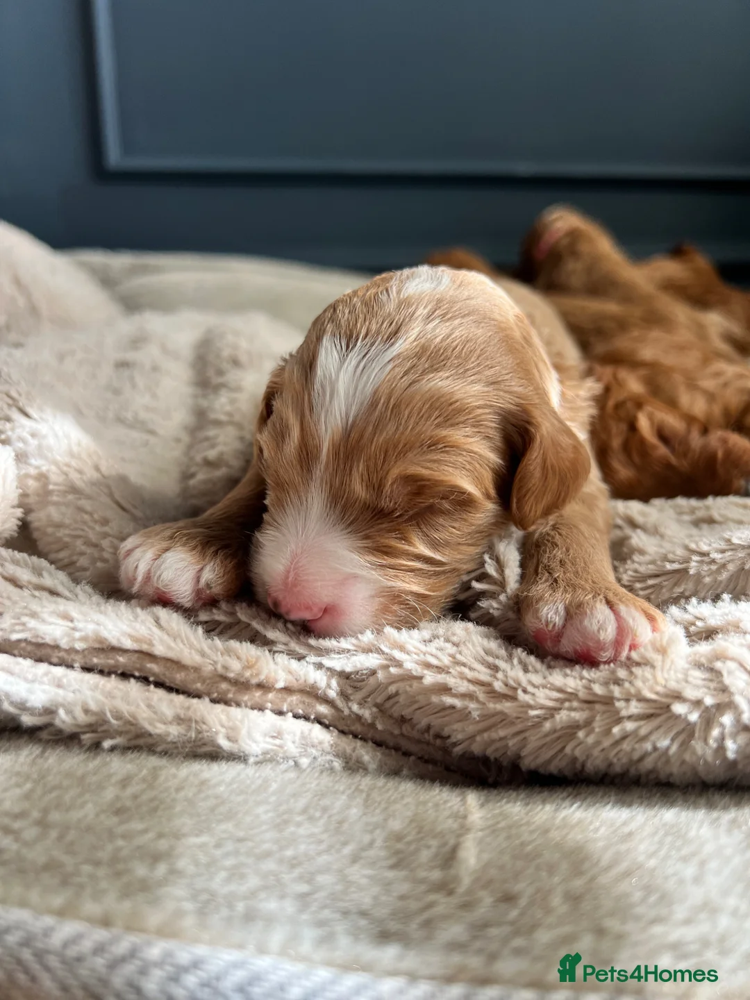 Mixed Breed dogs for sale: 🐾READY TO GO🐾 Exceptional Australian Doodles🐾 - Advert 1