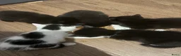 Mixed Breed cats for sale: 🐾 Beautiful and playful Tuxedo & mixed Kittens  - Advert 21