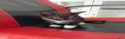 Mixed Breed cats for sale: Litter of 5 kittens for sale in Corby - Advert 5