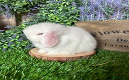 Mini Lop rabbits for sale: ⭐️ FRIENDLY PUREBRED MINI LOP BUNNIES ⭐️ - Image 23