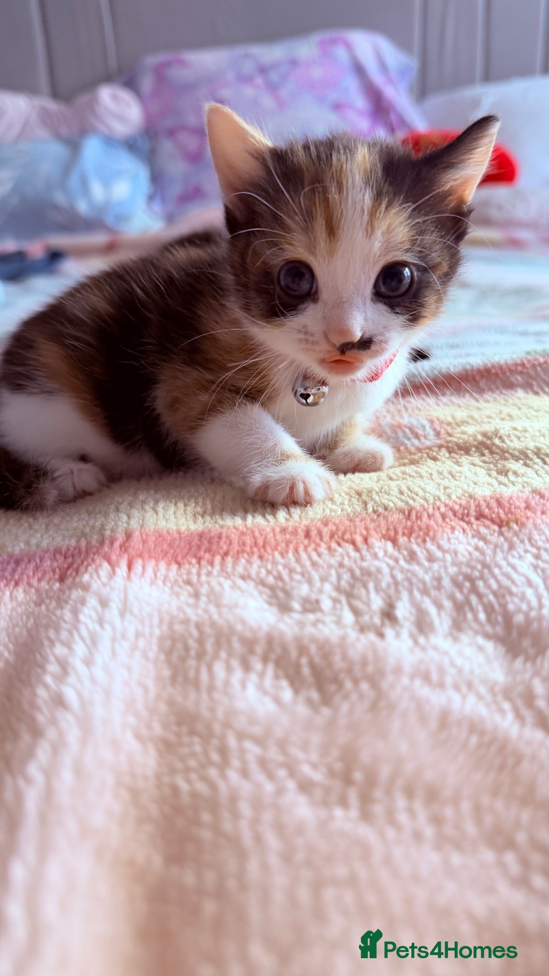 Mixed Breed cats 🩶Ragamuffin crossed Bengal kittens🩶 - Advert 3