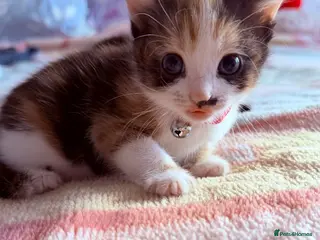 Mixed Breed cats 🩶Ragamuffin crossed Bengal kittens🩶 - Advert 3