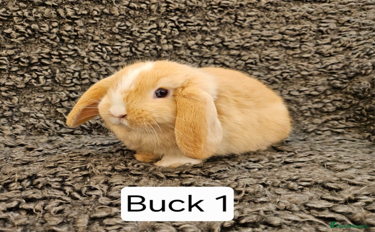 Mini Lop rabbits Mini Lop Rabbits. Ready to Leave on 29.11.25 - Advert 7