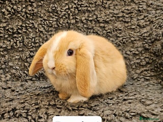 Mini Lop rabbits Mini Lop Rabbits. Ready to Leave on 29.11.25 - Advert 5