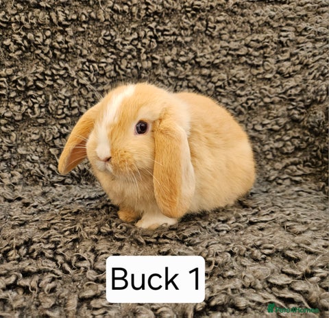 Mini Lop rabbits Mini Lop Rabbits. Ready to Leave on 29.11.25 - Advert 7