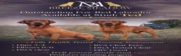 Labrador Retriever dogs for stud: PROVEN & FULLY HEALTH TESTED KC Dark Fox Red Stud  - Advert 2