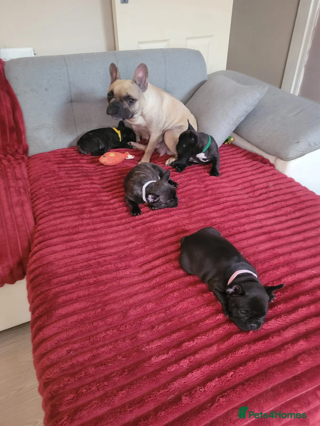 French Bulldog dogs for sale: French bulldogs. - Advert 5