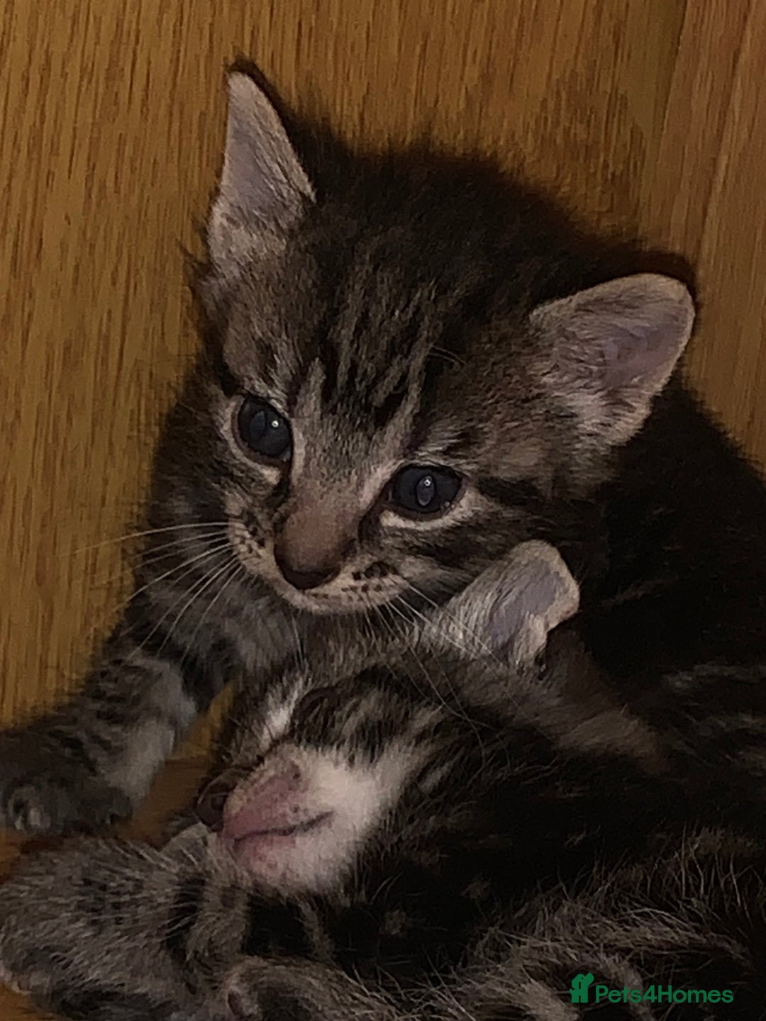 Mixed Breed cats for sale: Have four male kittens for sale  - Image 1