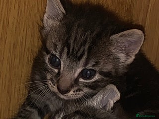 Mixed Breed cats - Advert 9